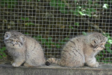 S hor&uacute;čavami bojuje aj ko&scaron;ick&aacute; zoo. FOTO: Facebook/ZOO Ko&scaron;ice