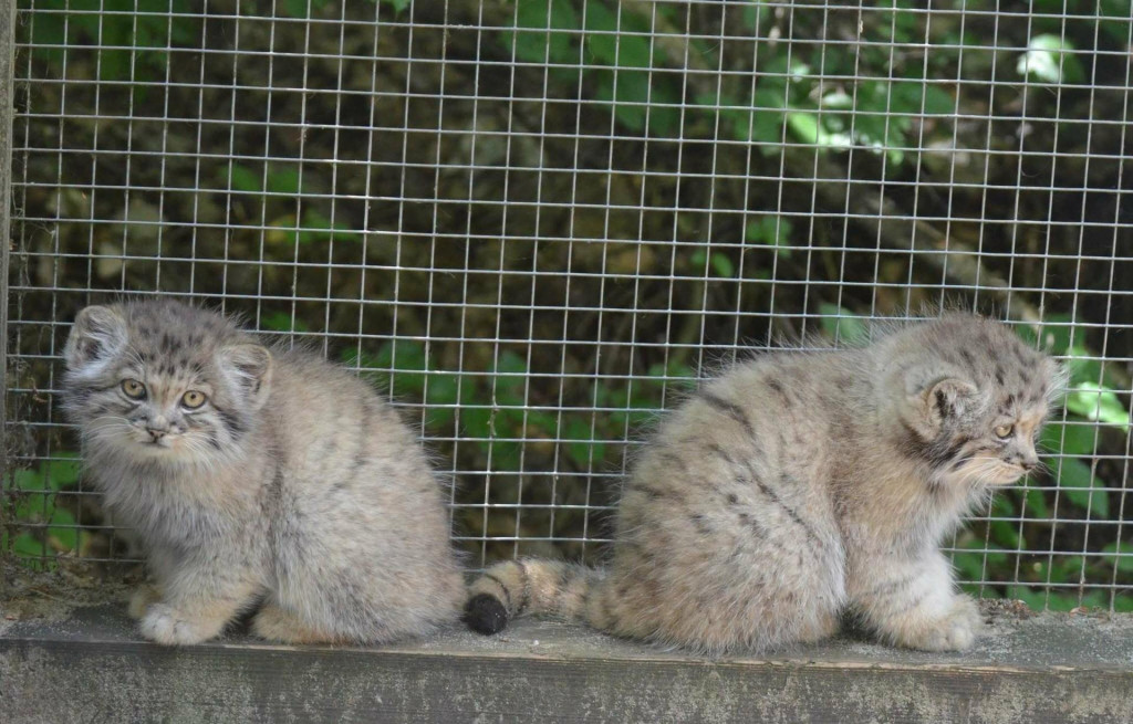 S hor&uacute;čavami bojuje aj ko&scaron;ick&aacute; zoo. FOTO: Facebook/ZOO Ko&scaron;ice