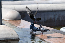 Na sn&iacute;mke holuby sa ochladzuj&uacute; vo font&aacute;ne počas hor&uacute;čav. FOTO: TASR/Roman Hanc