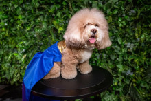 Cockapoo ChaCha ako Hailey Bieber.