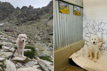 Ps&iacute; turista Bernard, vľavo na svojich potulk&aacute;ch Tatrami, vpravo už v bezpeč&iacute;. FOTO: Instagram/Cesta za domovom, kol&aacute;ž HN