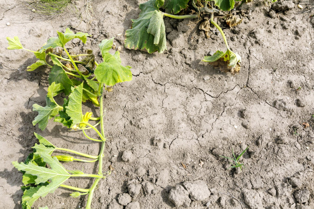 V r&aacute;mci celej krajiny prevažuj&uacute; such&scaron;ie až veľmi such&eacute; podmienky. FOTO: TASR/Dano Veselsk&yacute;