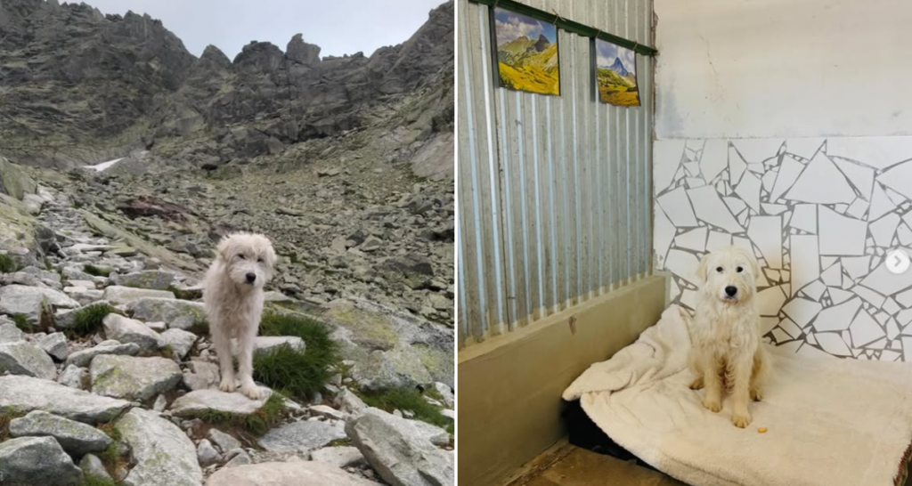 Ps&iacute; turista Bernard, vľavo na svojich potulk&aacute;ch Tatrami, vpravo už v bezpeč&iacute;. FOTO: Instagram/Cesta za domovom, kol&aacute;ž HN
