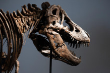 Tyrannosaurus Rex. FOTO: REUTERS