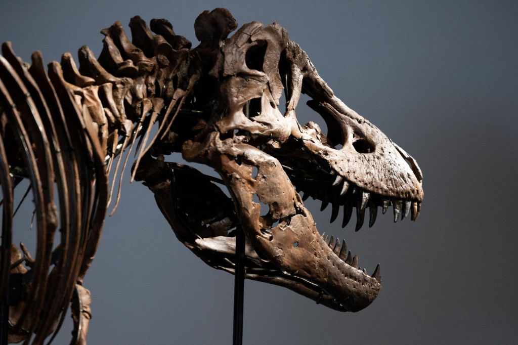 Tyrannosaurus Rex. FOTO: REUTERS