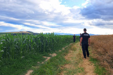 Na sn&iacute;mke policajti vykon&aacute;vaj&uacute; rozsiahlu p&aacute;traciu akciu po trojročnom chlapčekovi, ktor&yacute; sa stratil v kukuričnom poli pri obci Huncovce v okrese Kežmarok. FOTO: TASR/Adri&aacute;na Hudecov&aacute;