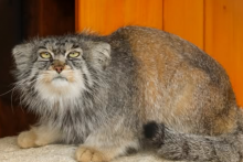 Manul