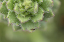 Lepkav&eacute; žľazovit&eacute; chĺpky na rastline druhu Saxifraga candelabrum chytaj&uacute; hmyziu korisť.