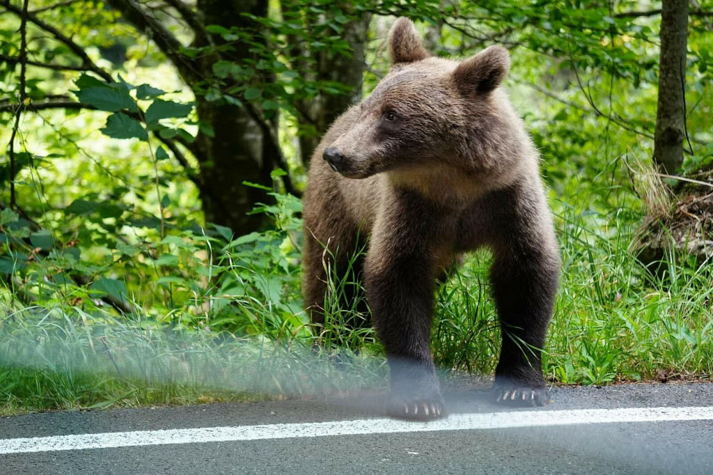 Obhliadka usmrten&eacute;ho zvieraťa preuk&aacute;zala, že medvedica mala extr&eacute;mne zodrat&yacute; chrup, čo svedč&iacute; o jej vysokom veku. FOTO: Dominika Hovadov&aacute;/iDNES.cz