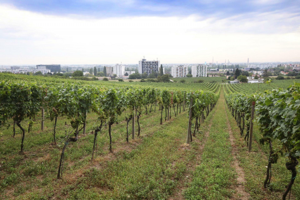 V&yacute;hľad z kopca s vinicami pri Bratislave. 

FOTO: HN/Pavol Funt&aacute;l