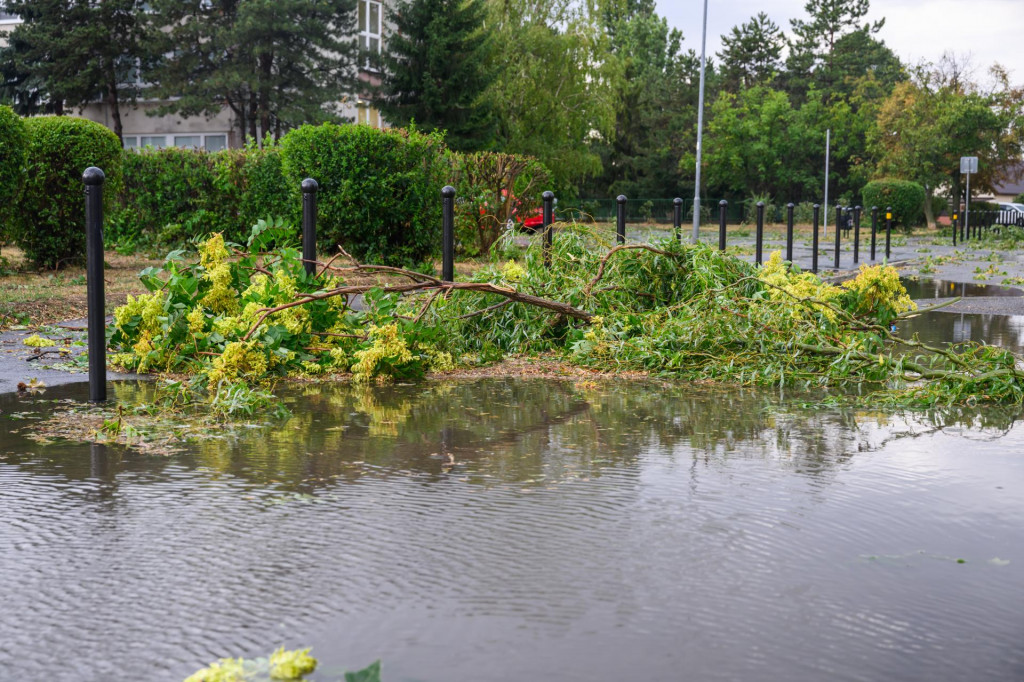 N&aacute;sledky silnej b&uacute;rky a spadnut&yacute; strom v mestskej časti Podunajsk&eacute; Biskupice v Bratislave. FOTO: TASR/Jaroslav Nov&aacute;k