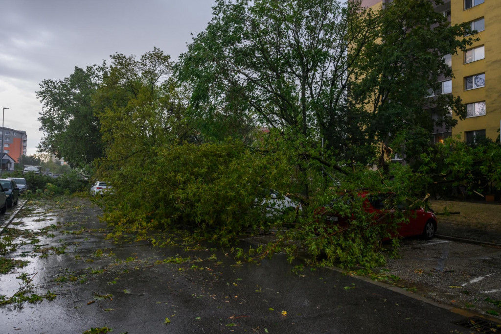 N&aacute;sledky silnej b&uacute;rky a spadnut&yacute; strom v mestskej časti Podunajsk&eacute; Biskupice v Bratislave -  ilustračn&aacute; fotografia. FOTO: TASR/Jaroslav Nov&aacute;k