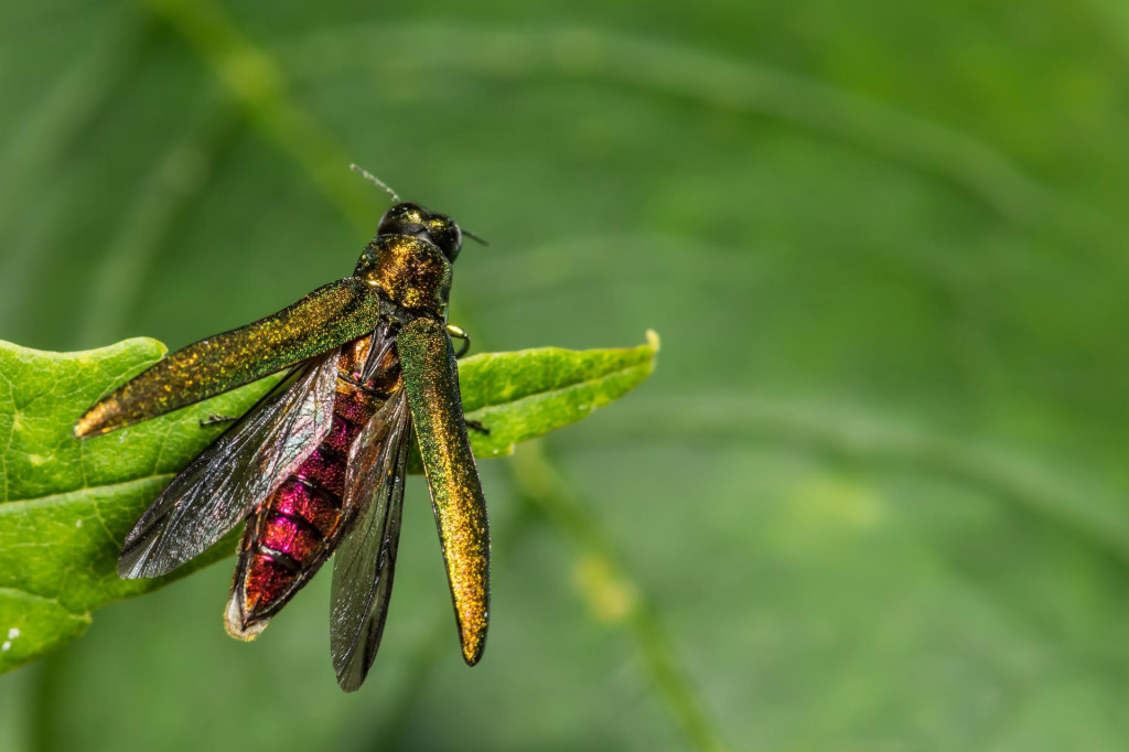 Karant&eacute;nu pre v&yacute;skyt krasoňa jaseňov&eacute;ho vyhl&aacute;sili aj v časti okresu Trebi&scaron;ov. FOTO: Shutterstock