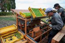 N&aacute;rodn&eacute; združenie odbor&aacute;rov v poľnohospod&aacute;rstve tvrd&iacute;, že straty v poľnohospod&aacute;rskej produkcii za toto leto presiahnu 10 mili&aacute;rd eur. FOTO: Reuters