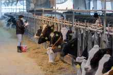 Na sn&iacute;mke chov kr&aacute;v na farme v Dubn&iacute;ku v okrese Nov&eacute; Z&aacute;mky. FOTO: TASR/H. Mi&scaron;ovič