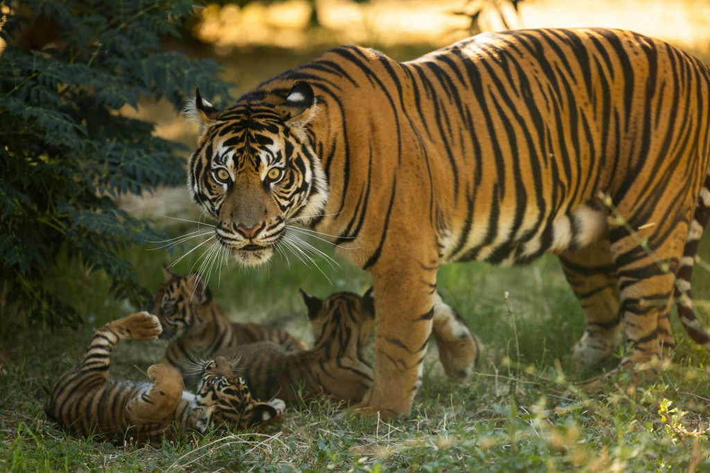Matka troch novonaroden&yacute;ch ml&aacute;ďat tigra sumatrianskeho, stoj&iacute; pri svojich troch ml&aacute;ďat&aacute;ch v Zoo Attica. FOTO: REUTERS